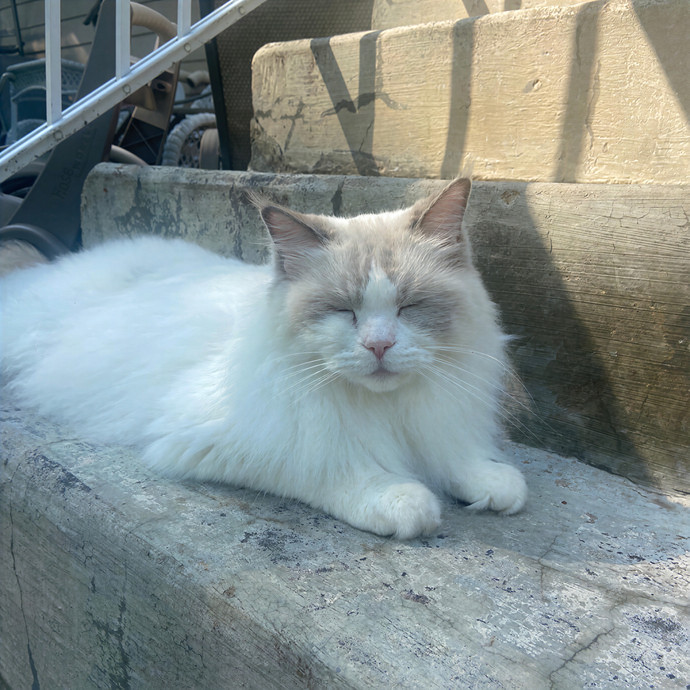 Olivia's Cat Sitting In Denver photo 2