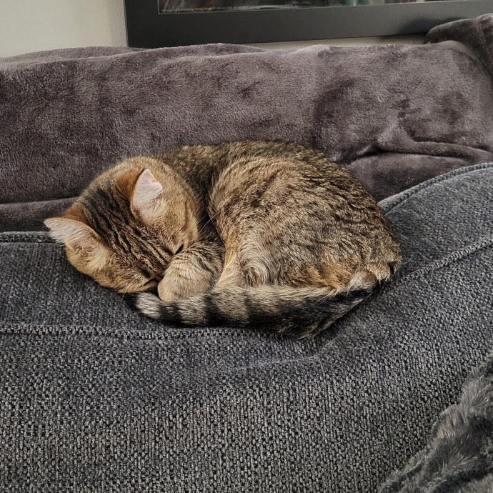 Life-Long Cat Parent