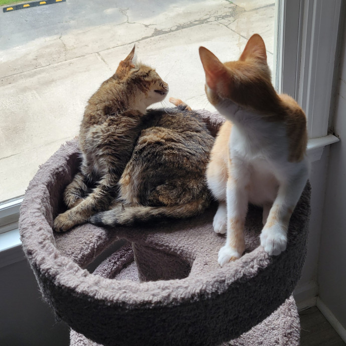 Life-Long Cat Parent photo 3