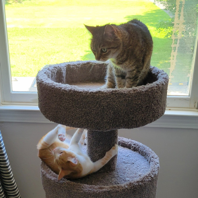 Life-Long Cat Parent photo 2