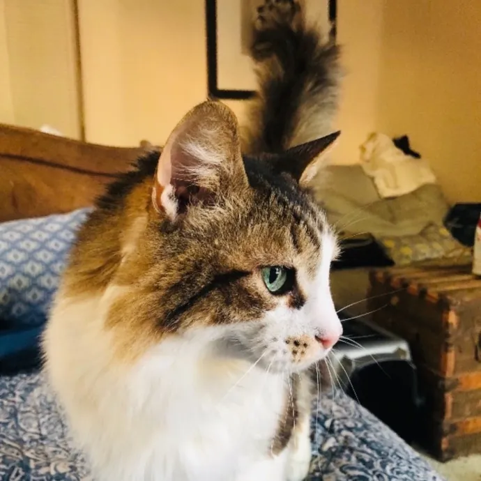 Lifelong Cat Lady  Trusted Sitter