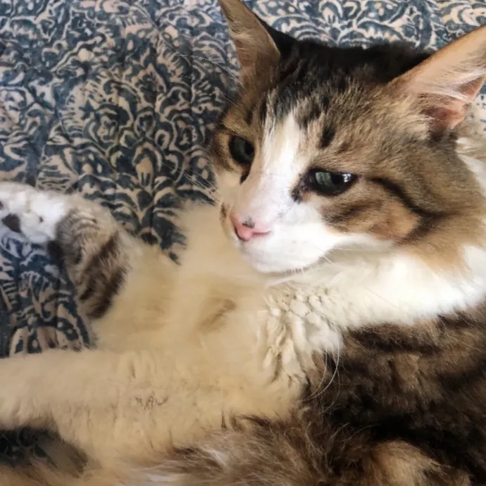 Lifelong Cat Lady  Trusted Sitter