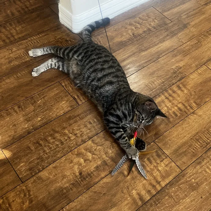 Lifelong Cat Lady  Trusted Sitter