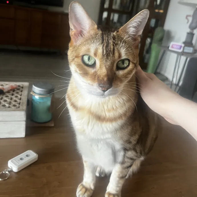 Lifelong Cat Lady  Trusted Sitter