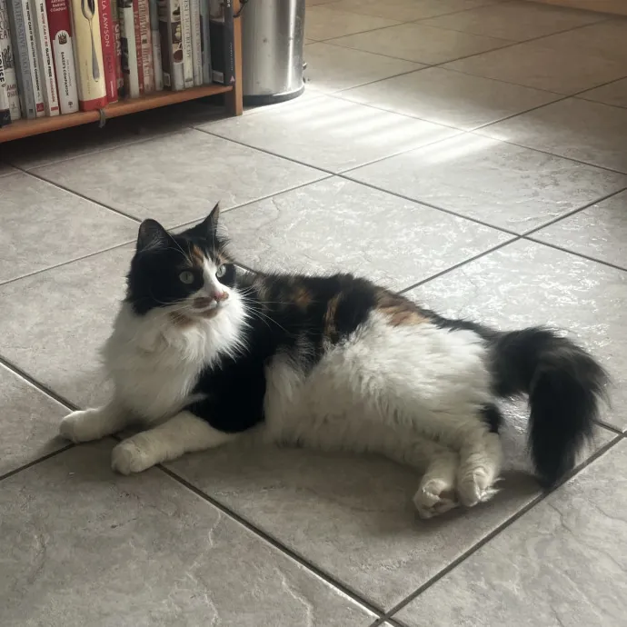 Lifelong Cat Lady  Trusted Sitter