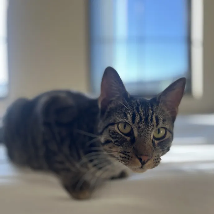 Lifelong Cat Lady  Trusted Sitter