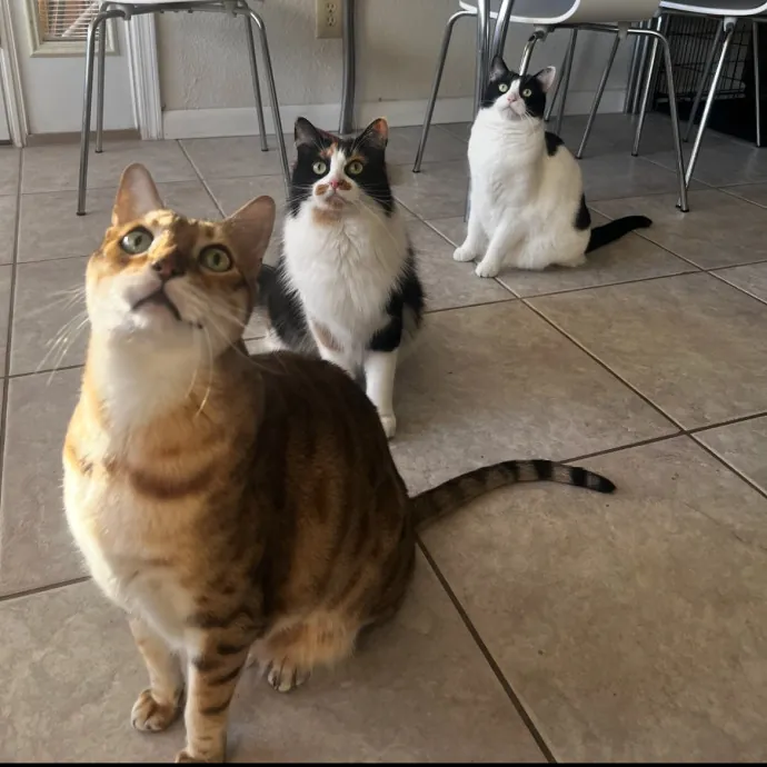 Lifelong Cat Lady  Trusted Sitter