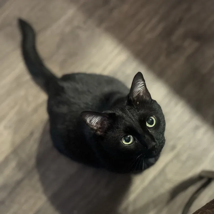 Lifelong Cat Lady  Trusted Sitter
