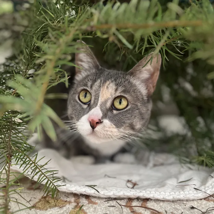Lifelong Cat Lady  Trusted Sitter