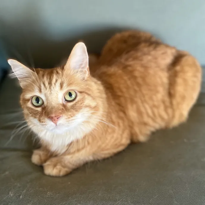 Lifelong Cat Lady  Trusted Sitter