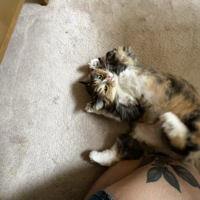 Trusted Keeper Of  Num Nums