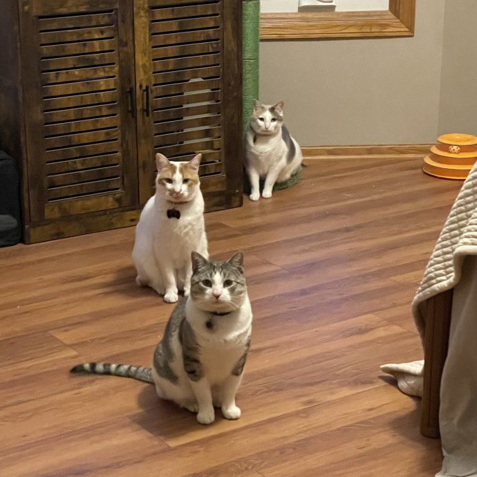 Mama Of 4 Cats photo 2