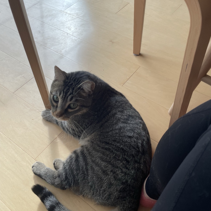 Mama Of 4 Cats photo 2