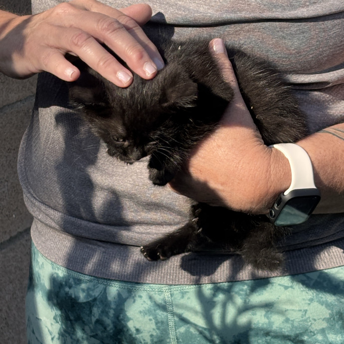 Your New Cat-Care Best Friend