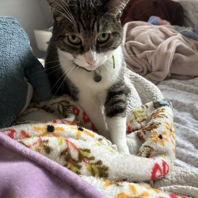 Your New Cat-Care Best Friend