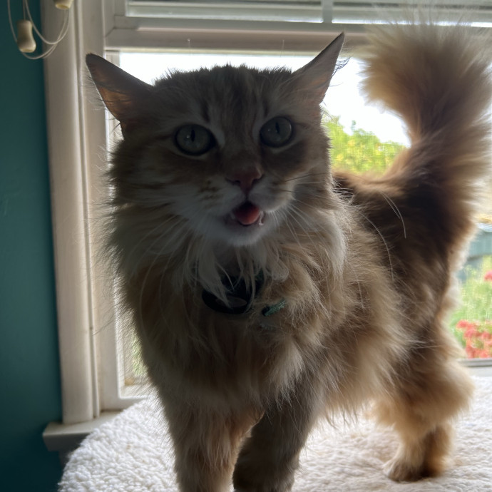 Your New Cat-Care Best Friend