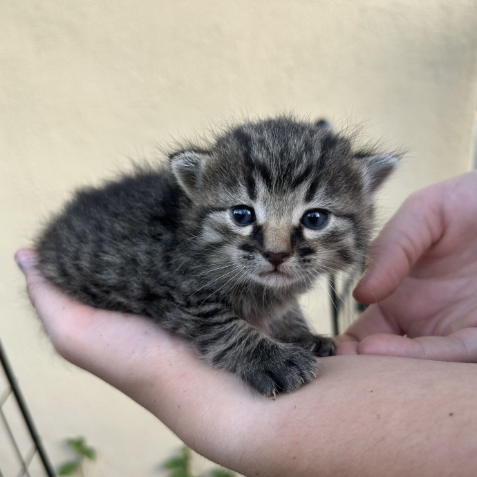 Your New Cat-Care Best Friend