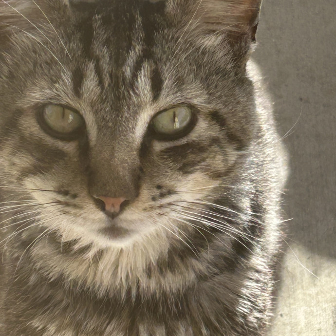 Your New Cat-Care Best Friend