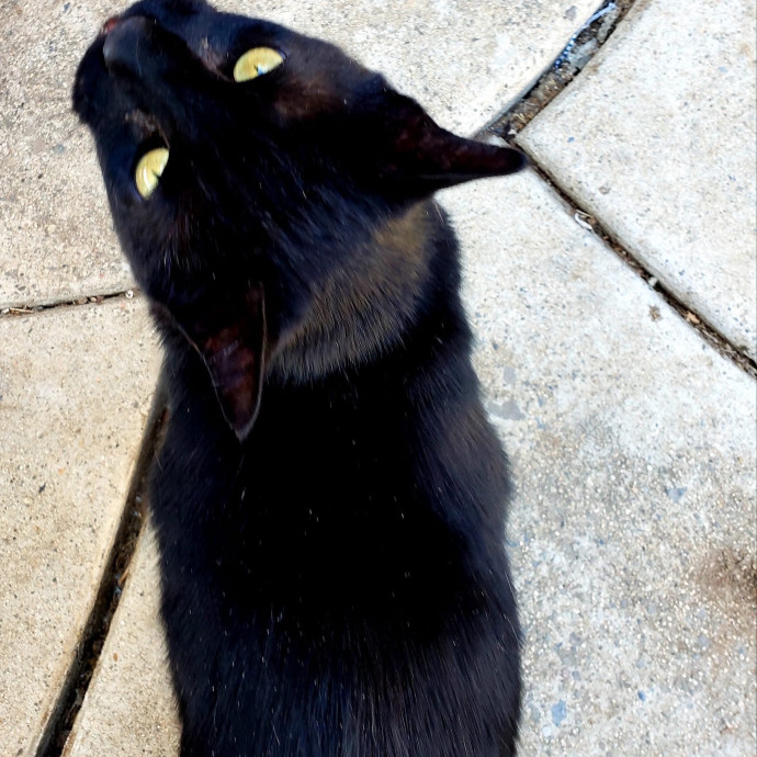 Your New Cat-Care Best Friend
