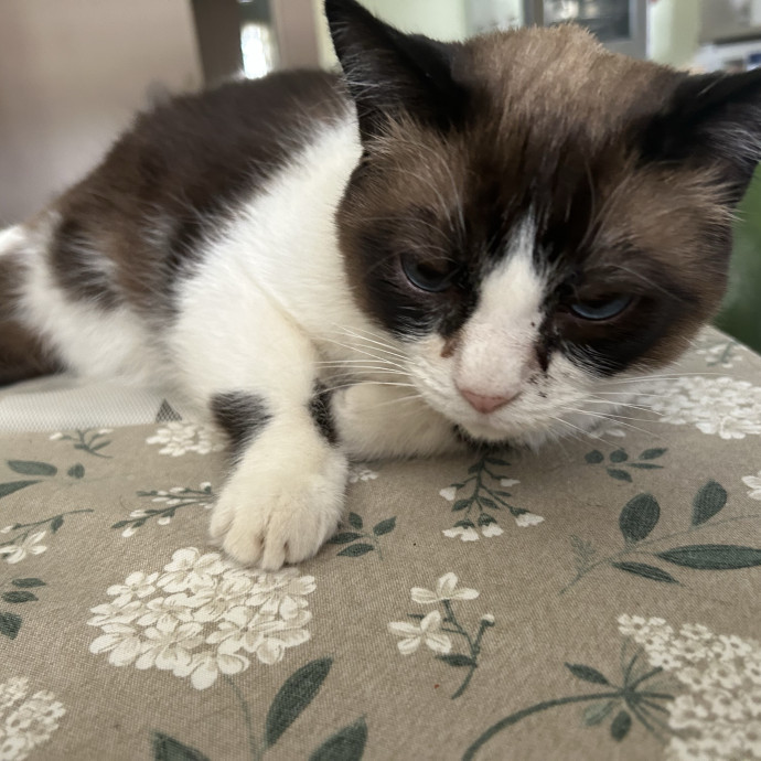 Your New Cat-Care Best Friend photo 3