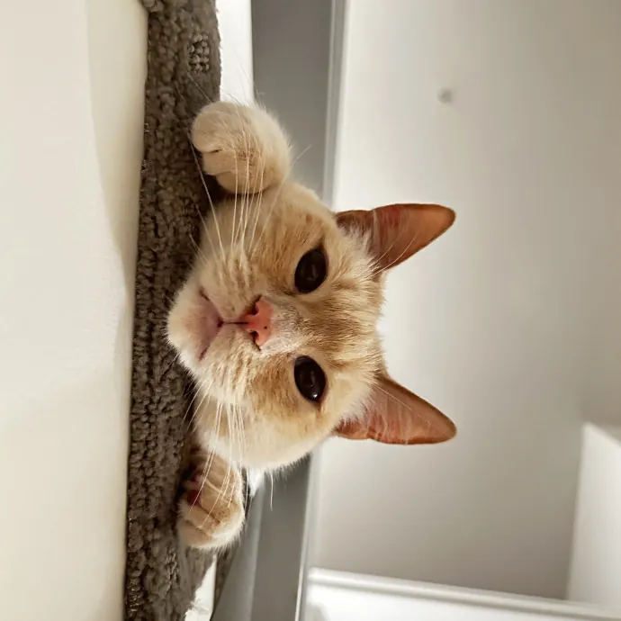 Worlds Best Cat Sitter