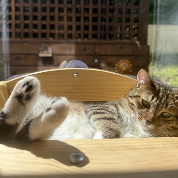 Kelsey The Cat Bestie