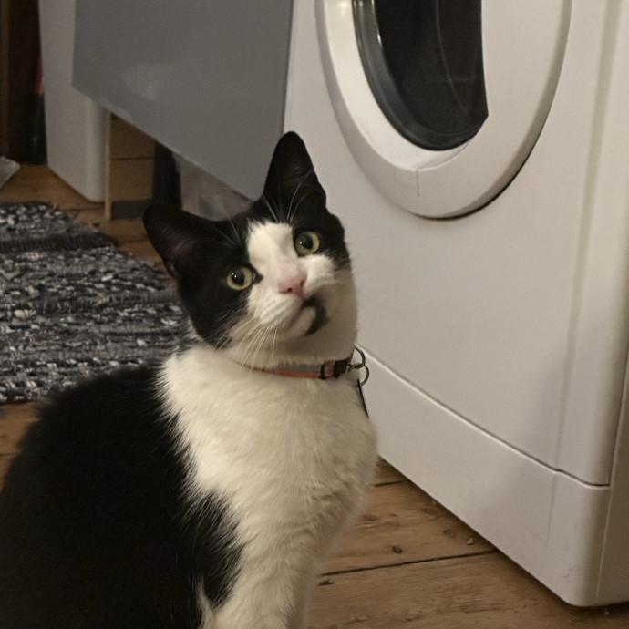 Kelsey The Cat Bestie
