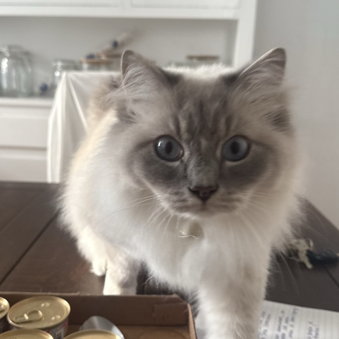 Kelsey The Cat Bestie photo 3