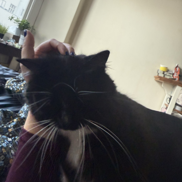 Kelsey The Cat Bestie photo 2