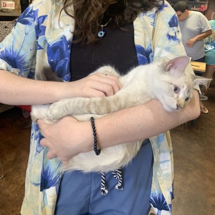 Cat Person 247
