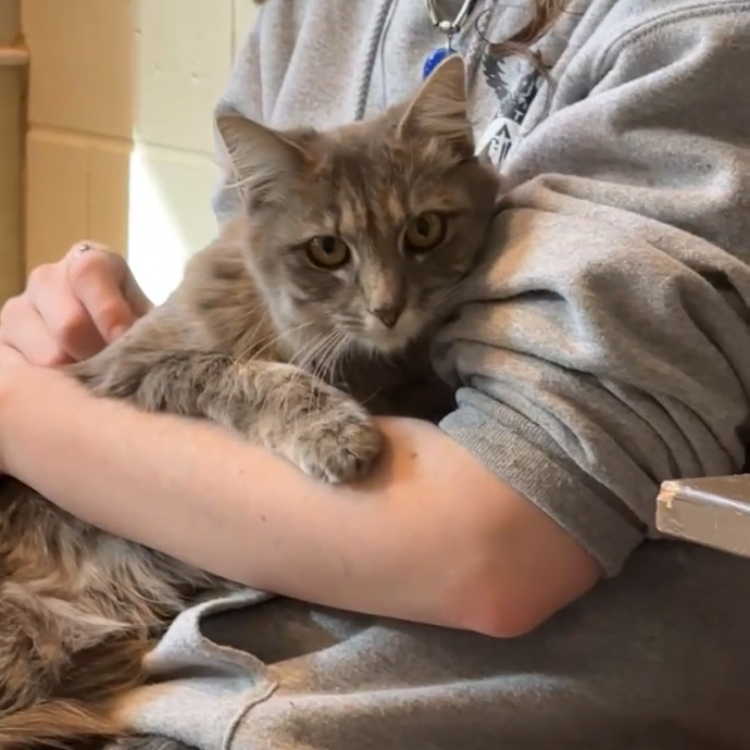 Cat Person 247