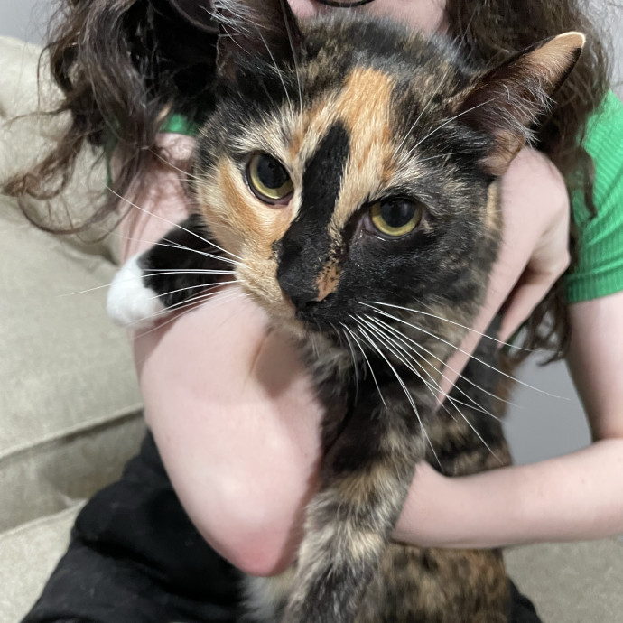 Cat Person 247
