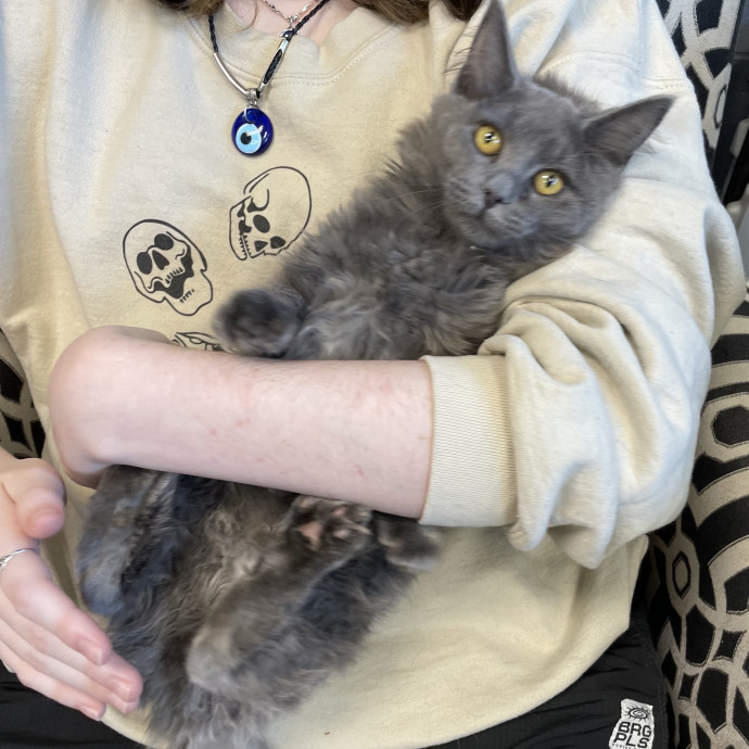 Cat Person 247
