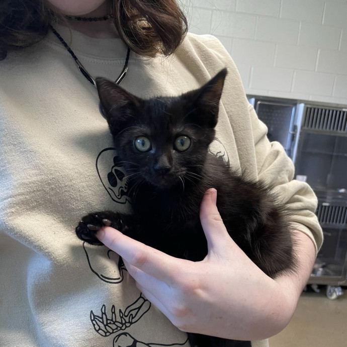 Cat Person 247