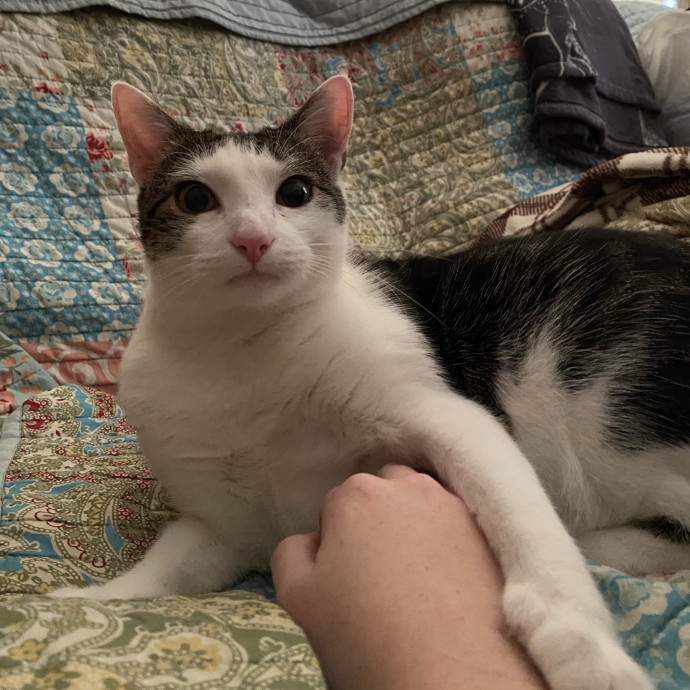 Cat Person 247 photo 3