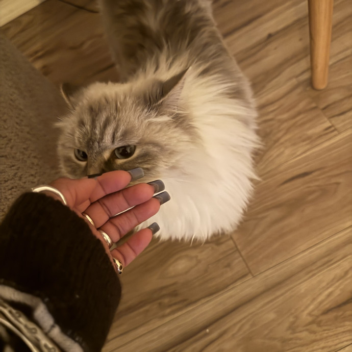 Let Me Love Your Fur Baby