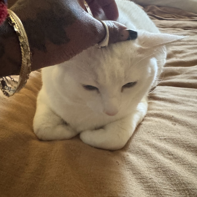 Let Me Love Your Fur Baby photo 2