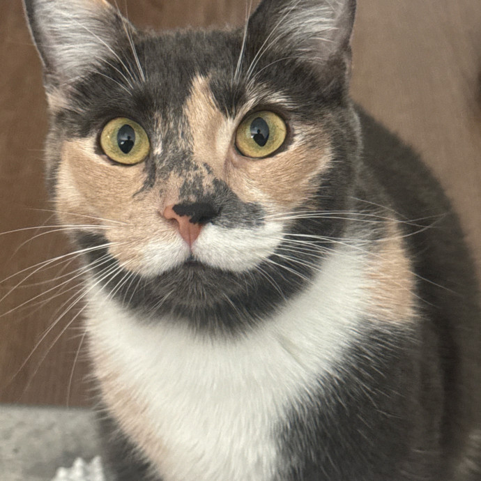 The Purrfect Cat Sitter