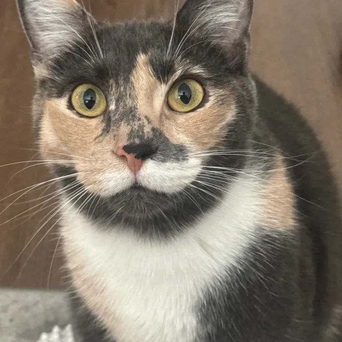 The Purrfect Cat Sitter