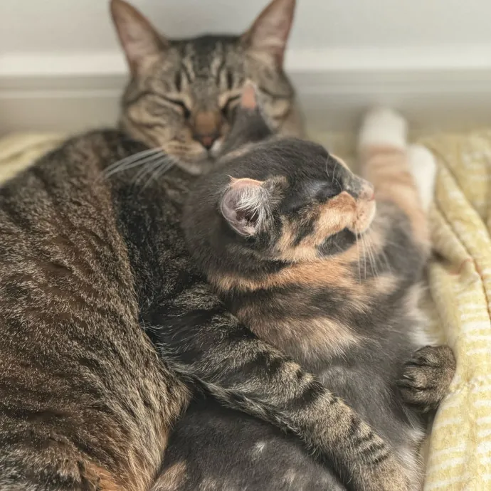 The Purrfect Cat Sitter