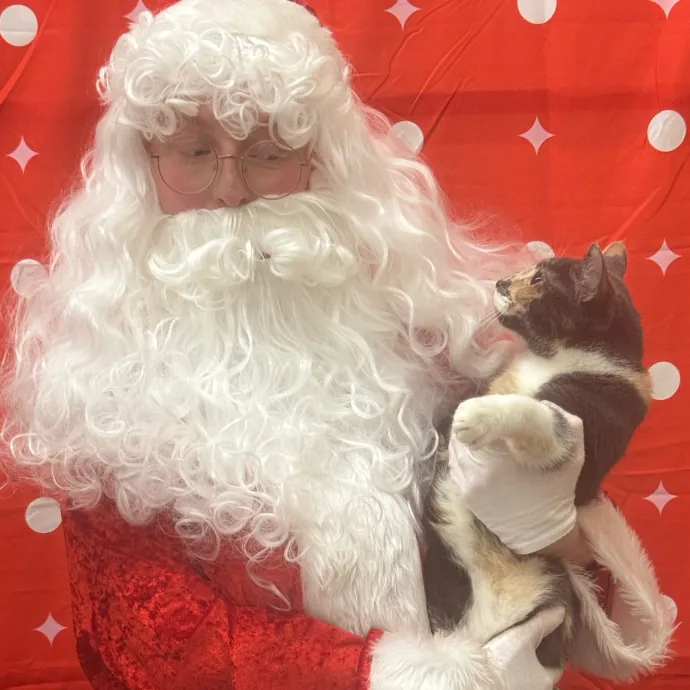 The Purrfect Cat Sitter photo 2