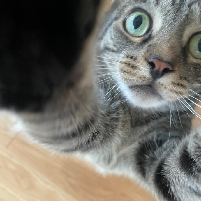 Nika's Fancy Feline Care