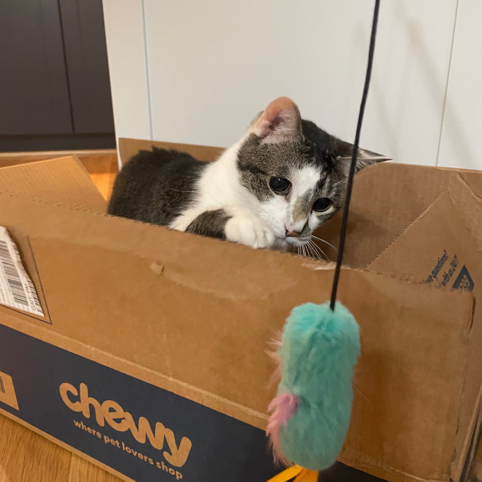 Nika's Fancy Feline Care
