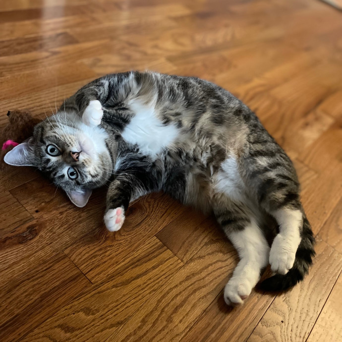 Nika's Fancy Feline Care
