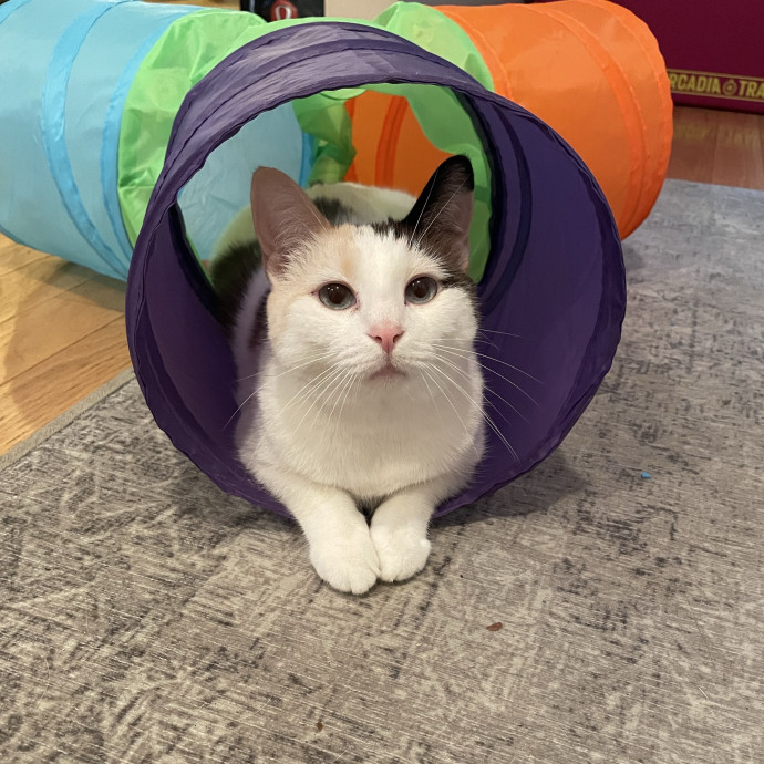 Nika's Fancy Feline Care