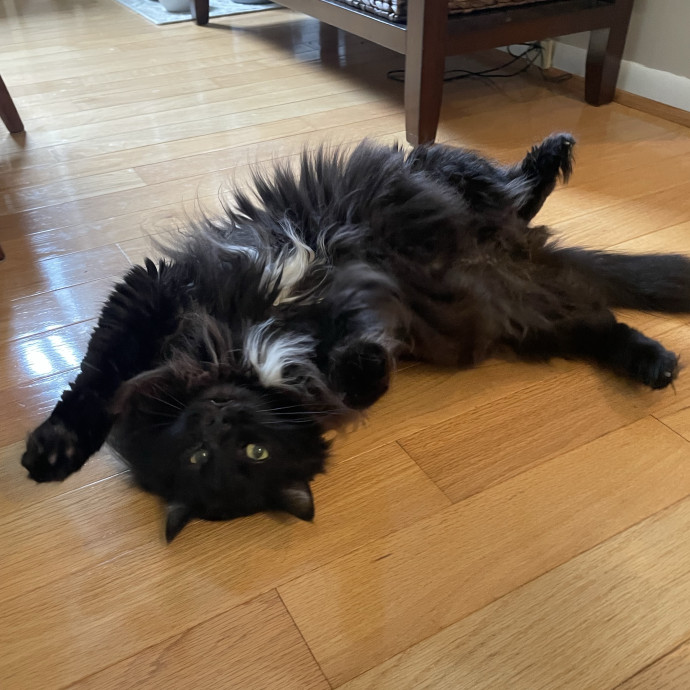 Nika's Fancy Feline Care
