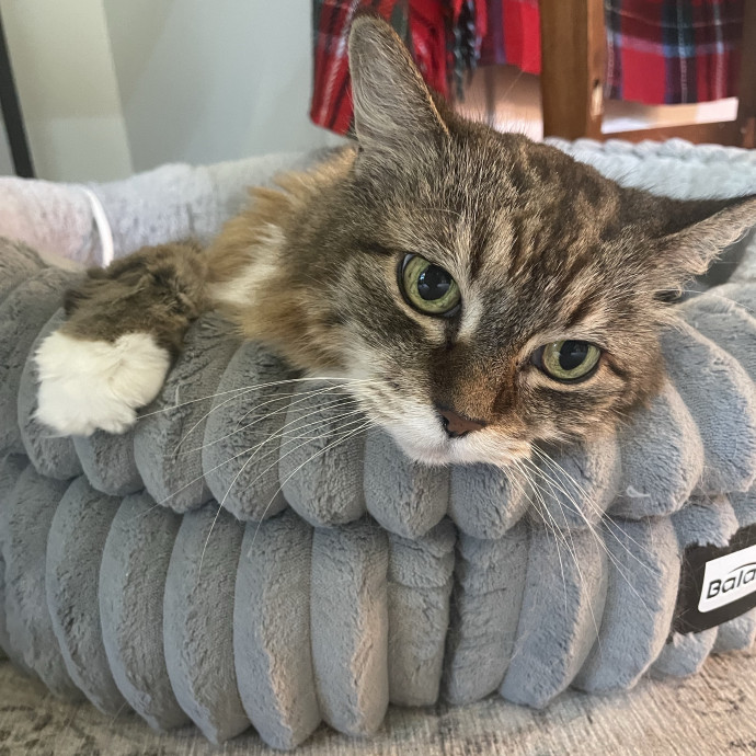 Nika's Fancy Feline Care