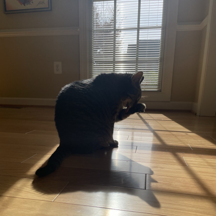 Nika's Fancy Feline Care photo 3