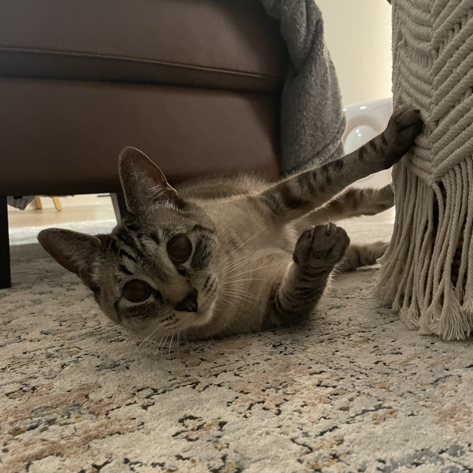 Nika's Fancy Feline Care photo 2
