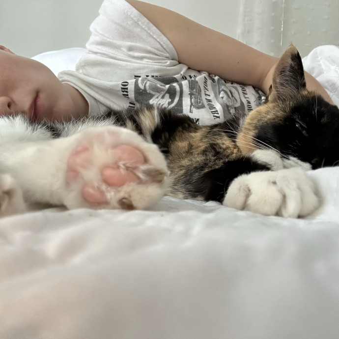 Cat Fairy Godmother